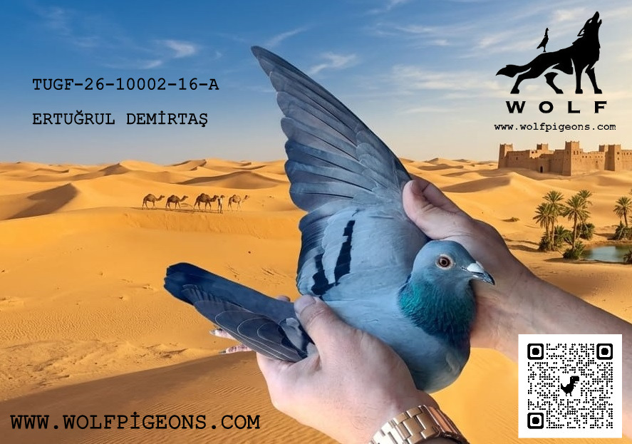 TUGF-26-1002-16-A
