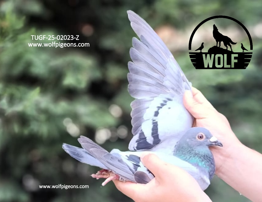 TUGF-25-02023-Z