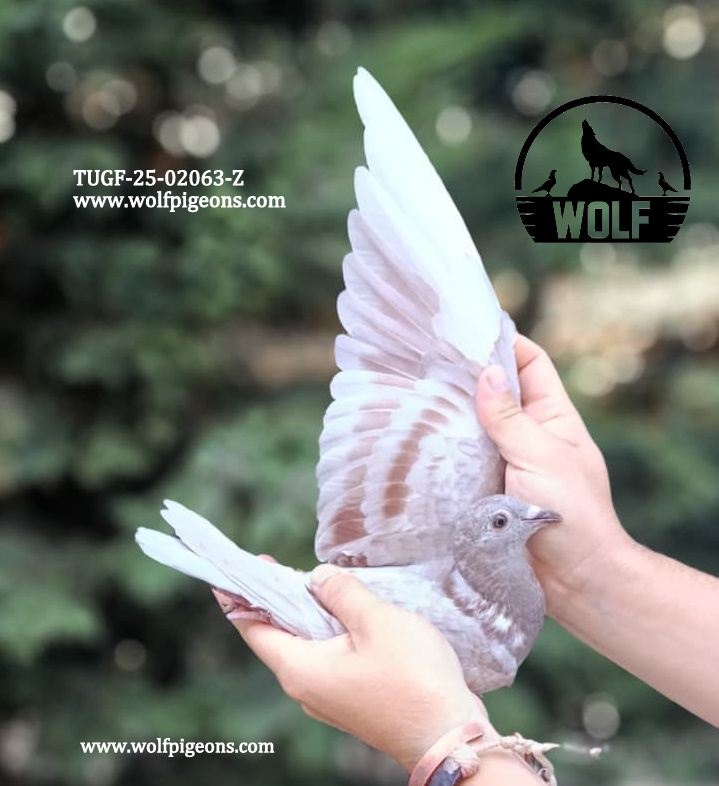 TUGF-25-02063-Z