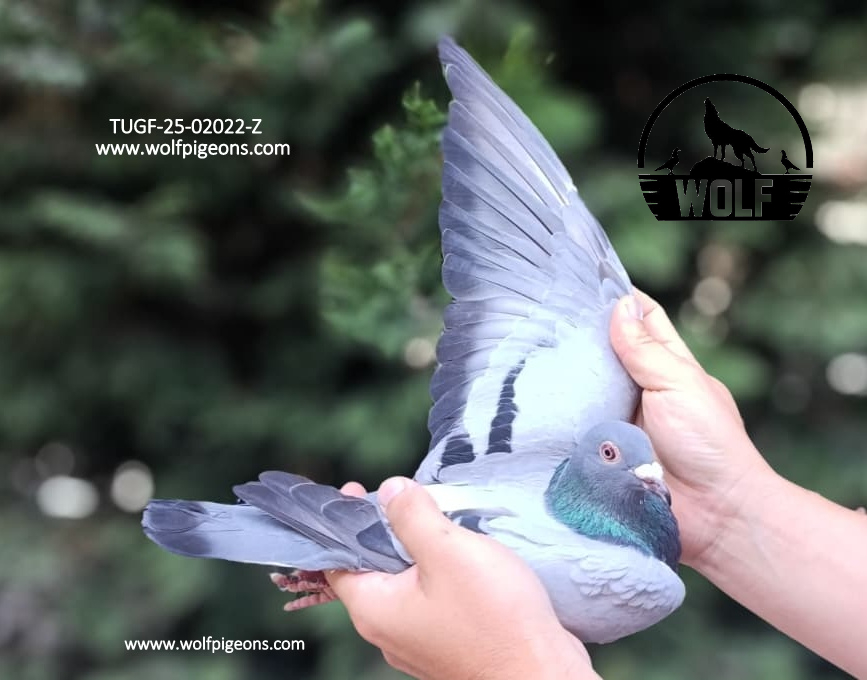 TUGF-25-02022-Z