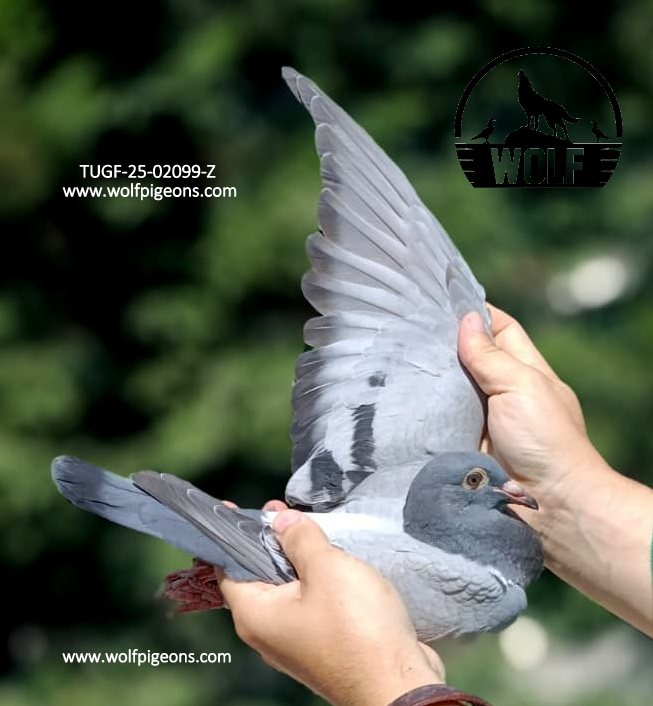 TUGF-25-02099-Z