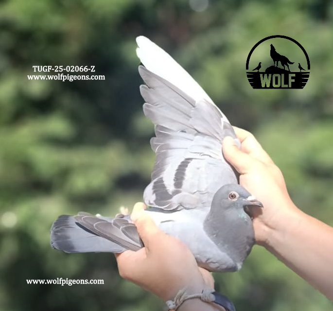 TUGF-25-02066-Z