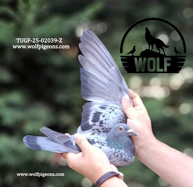 TUGF-25-02039-Z