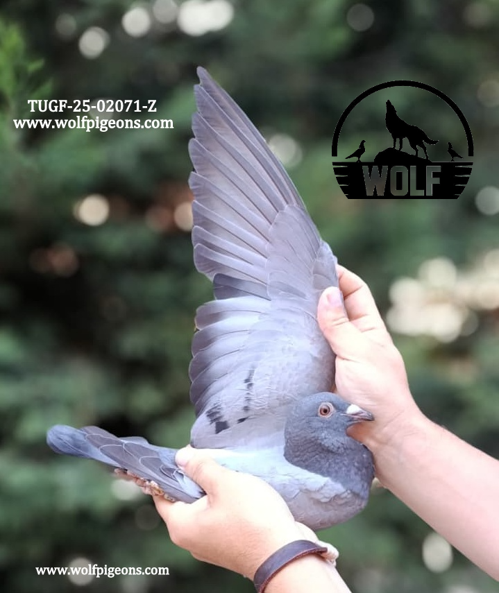 TUGF-25-02071-Z